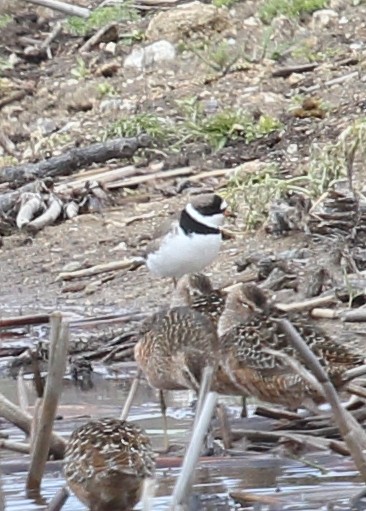 Semipalmated Plover - ML618515045