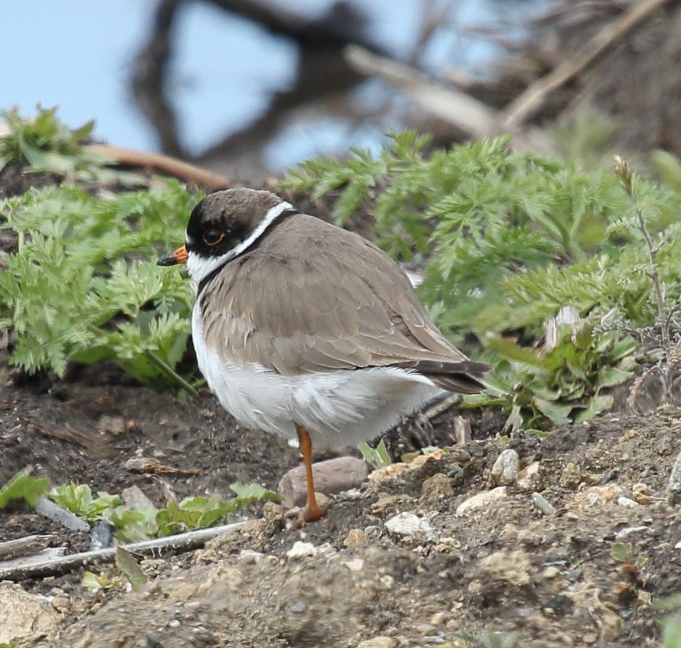Semipalmated Plover - ML618515046