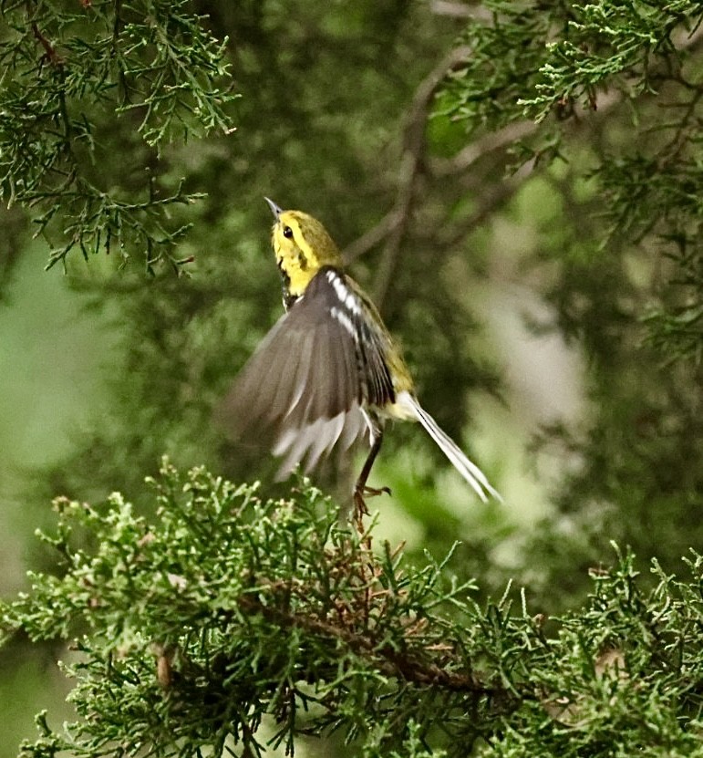 Black-throated Green Warbler - ML618515049
