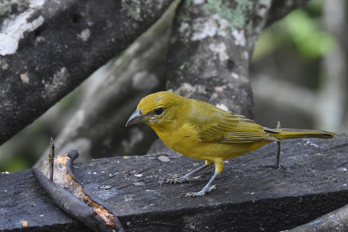 Hepatic Tanager (Highland) - ML618515052