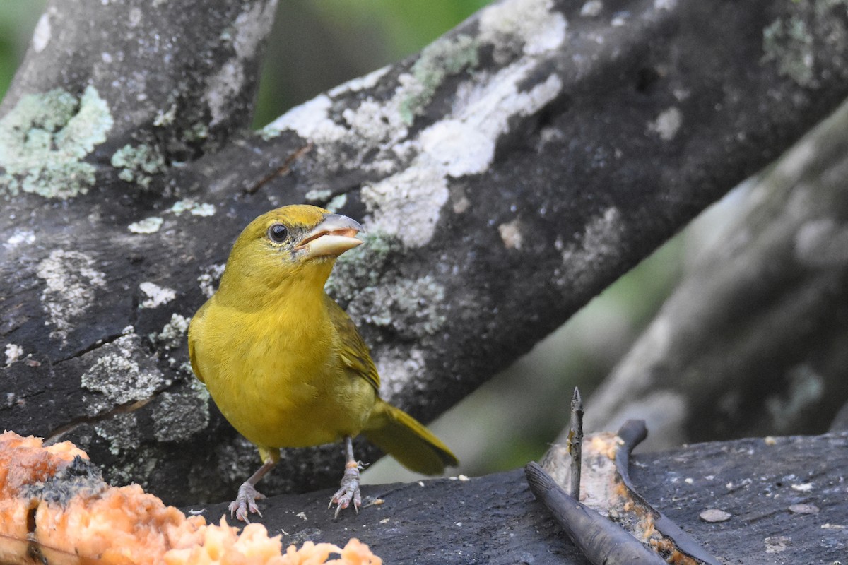Hepatic Tanager (Highland) - ML618515053