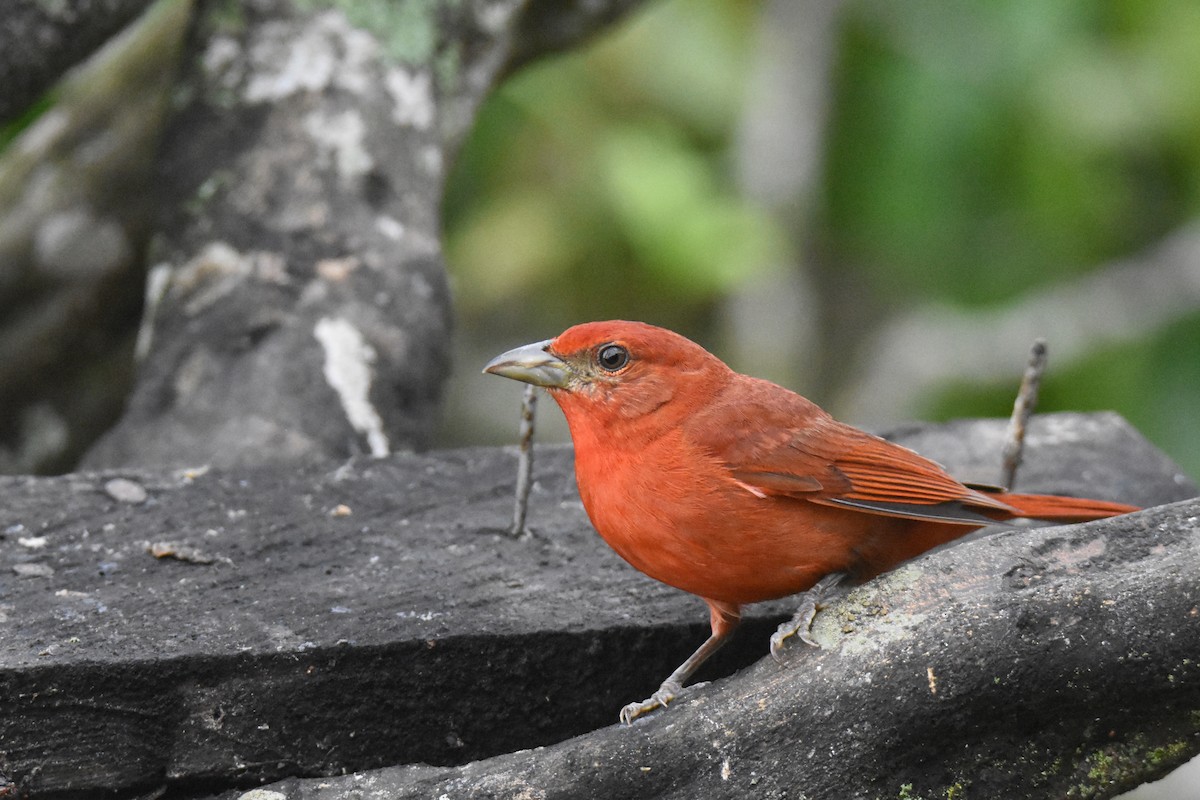 Hepatic Tanager (Highland) - ML618515054