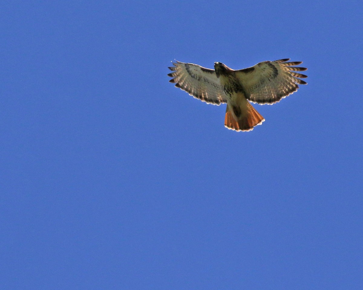 Red-tailed Hawk - ML618515078