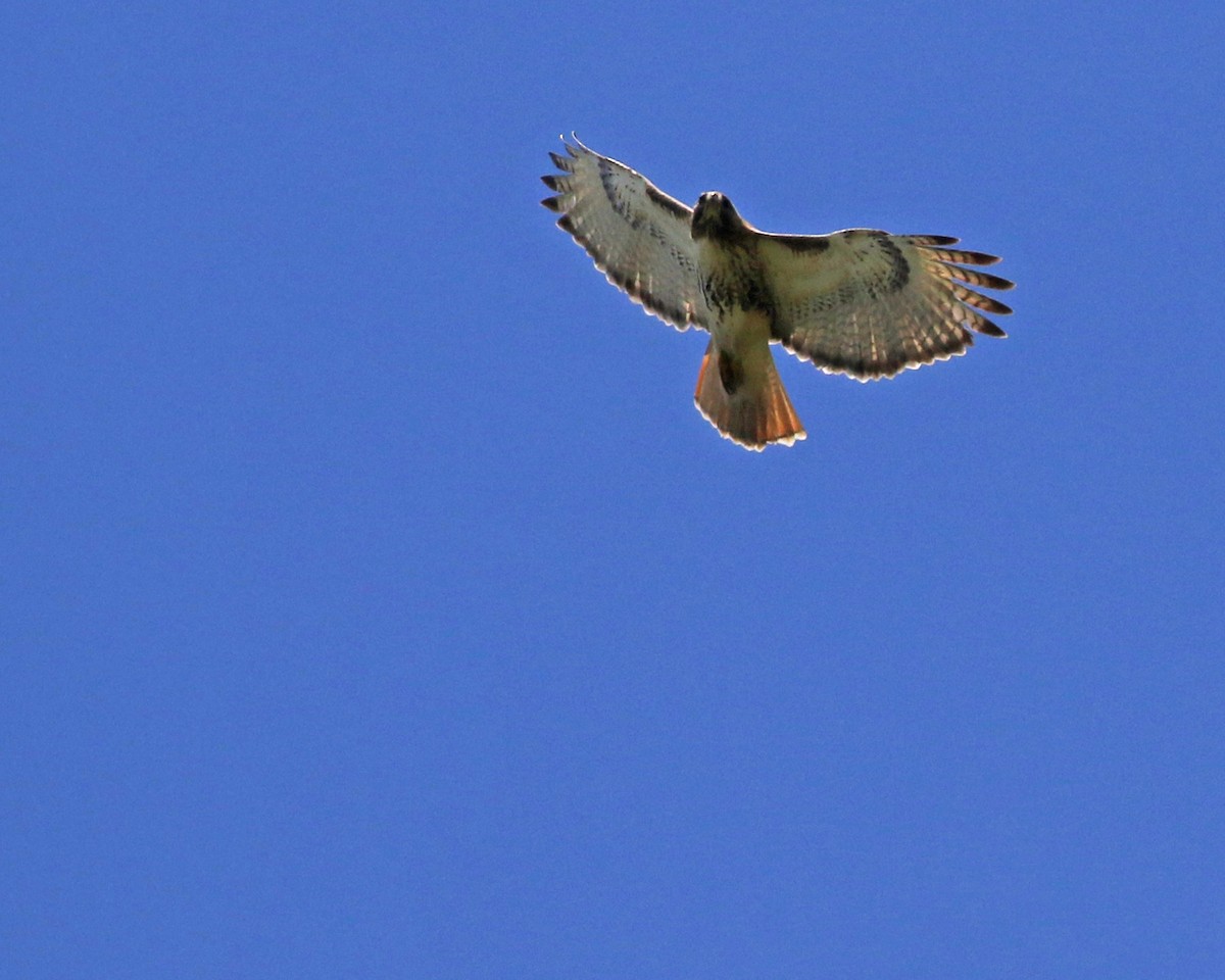 Red-tailed Hawk - Linda Scrima