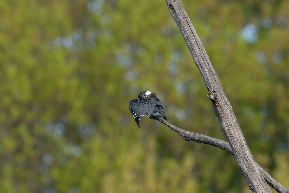 Belted Kingfisher - ML618515084