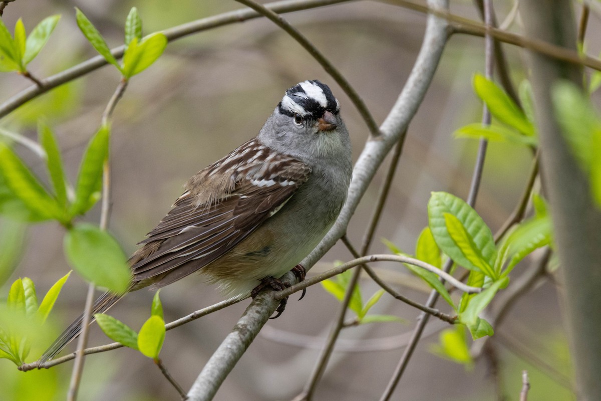 White-crowned Sparrow - ML618515088