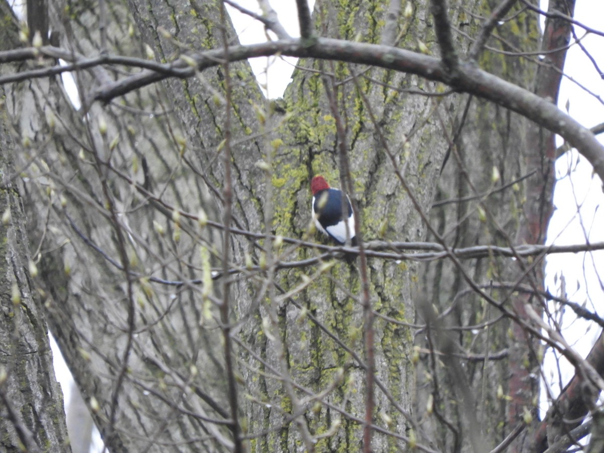 Red-headed Woodpecker - ML618515102
