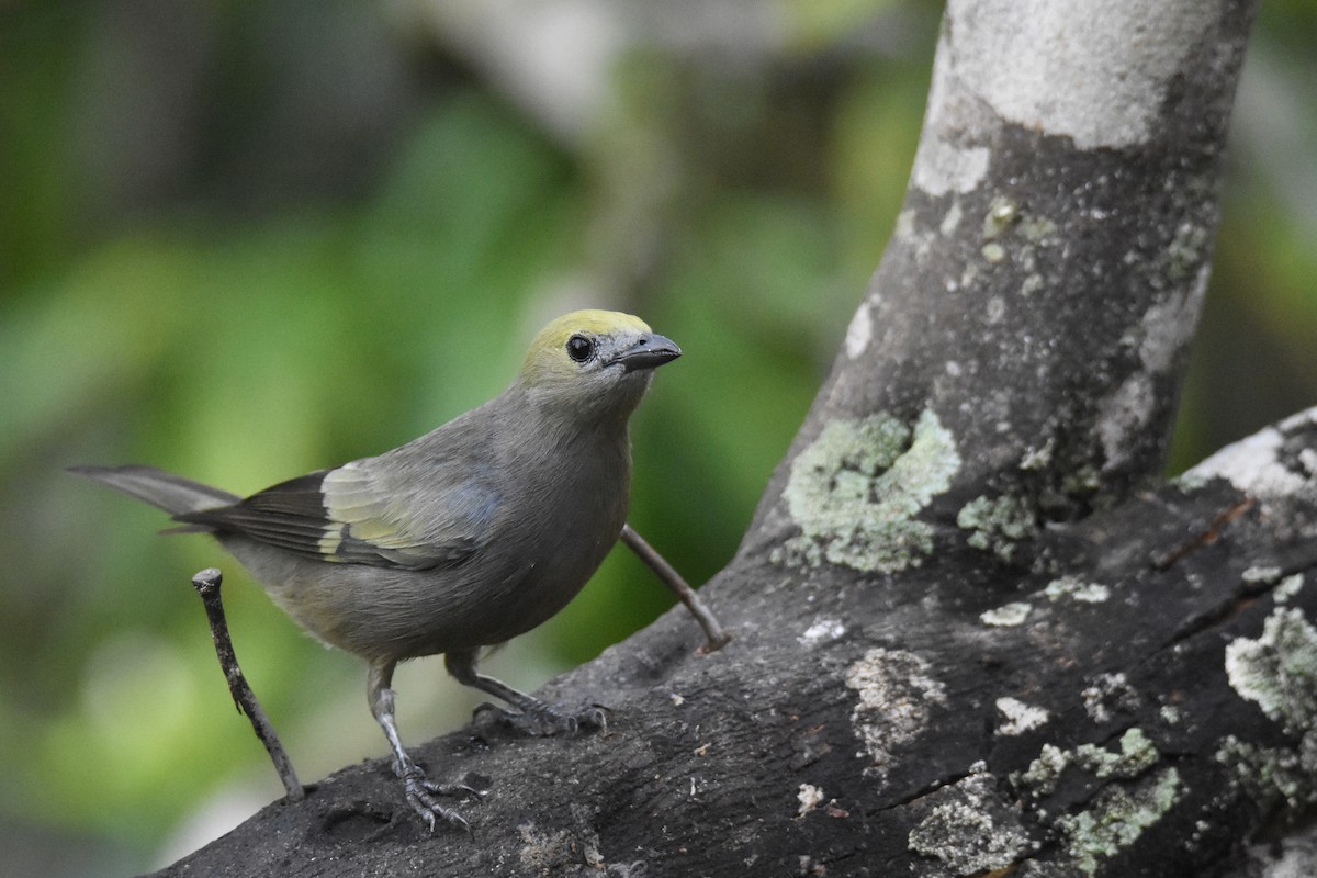 Palm Tanager - ML618515103