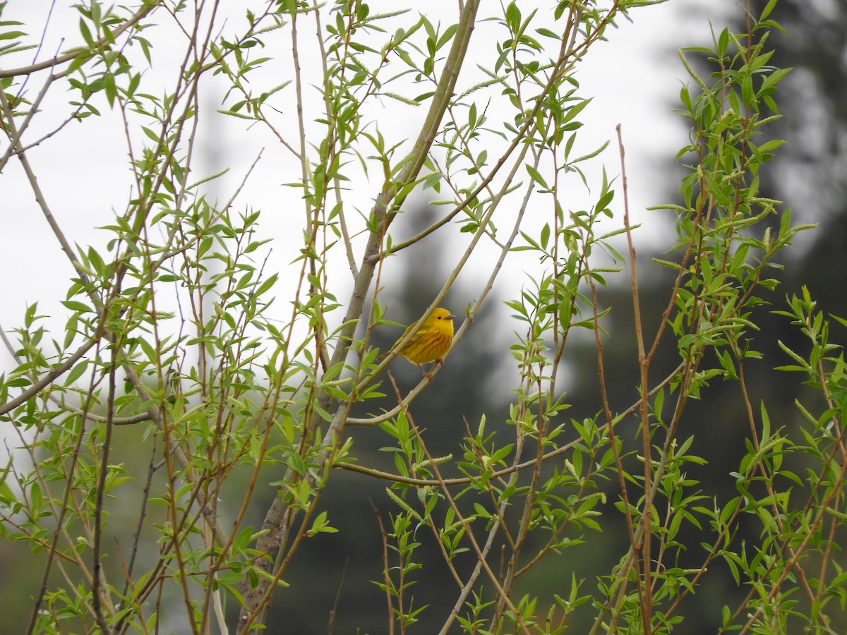 Yellow Warbler - ML618515104