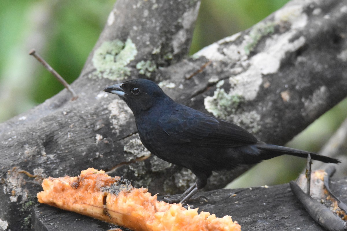 White-lined Tanager - ML618515123