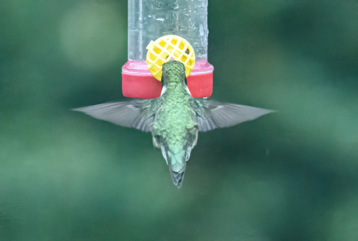 Ruby-throated Hummingbird - ML618515135