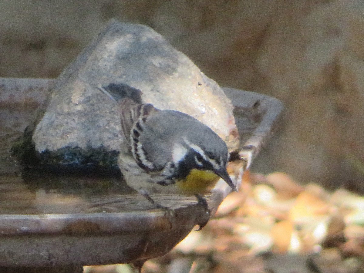 Yellow-throated Warbler (albilora) - ML618515137