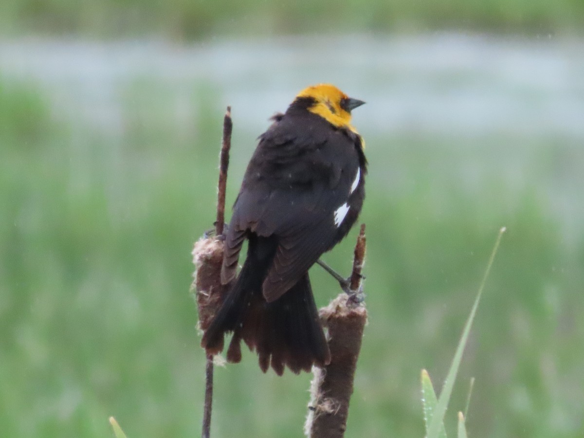 Yellow-headed Blackbird - ML618515150