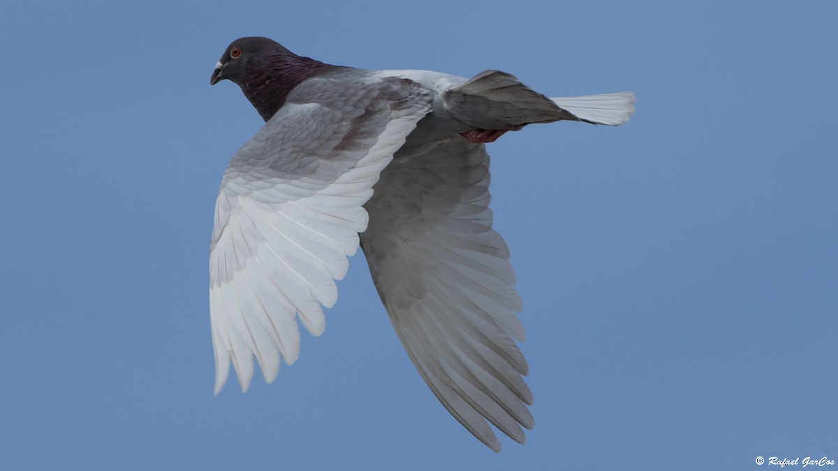 Rock Pigeon (Feral Pigeon) - ML618515162