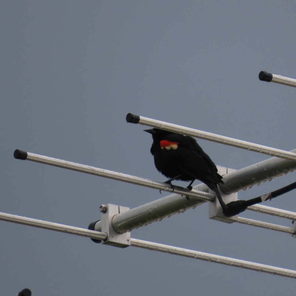 Red-winged Blackbird - Karen Lintala
