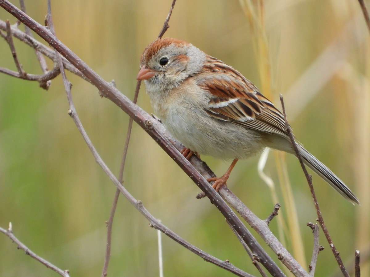 Field Sparrow - ML618515187