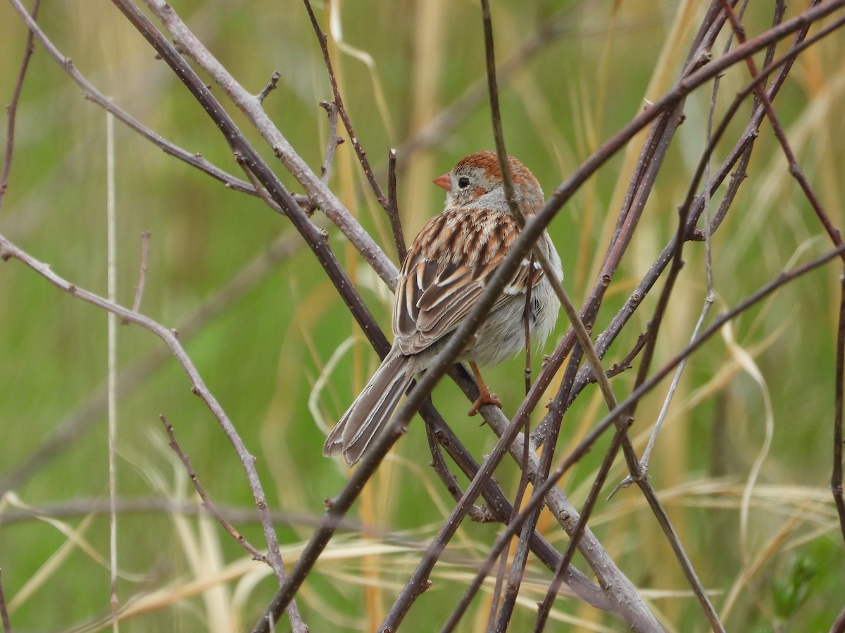 Field Sparrow - ML618515188