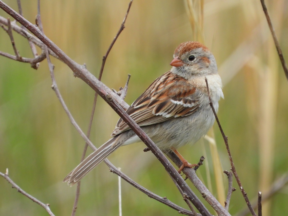 Field Sparrow - ML618515189