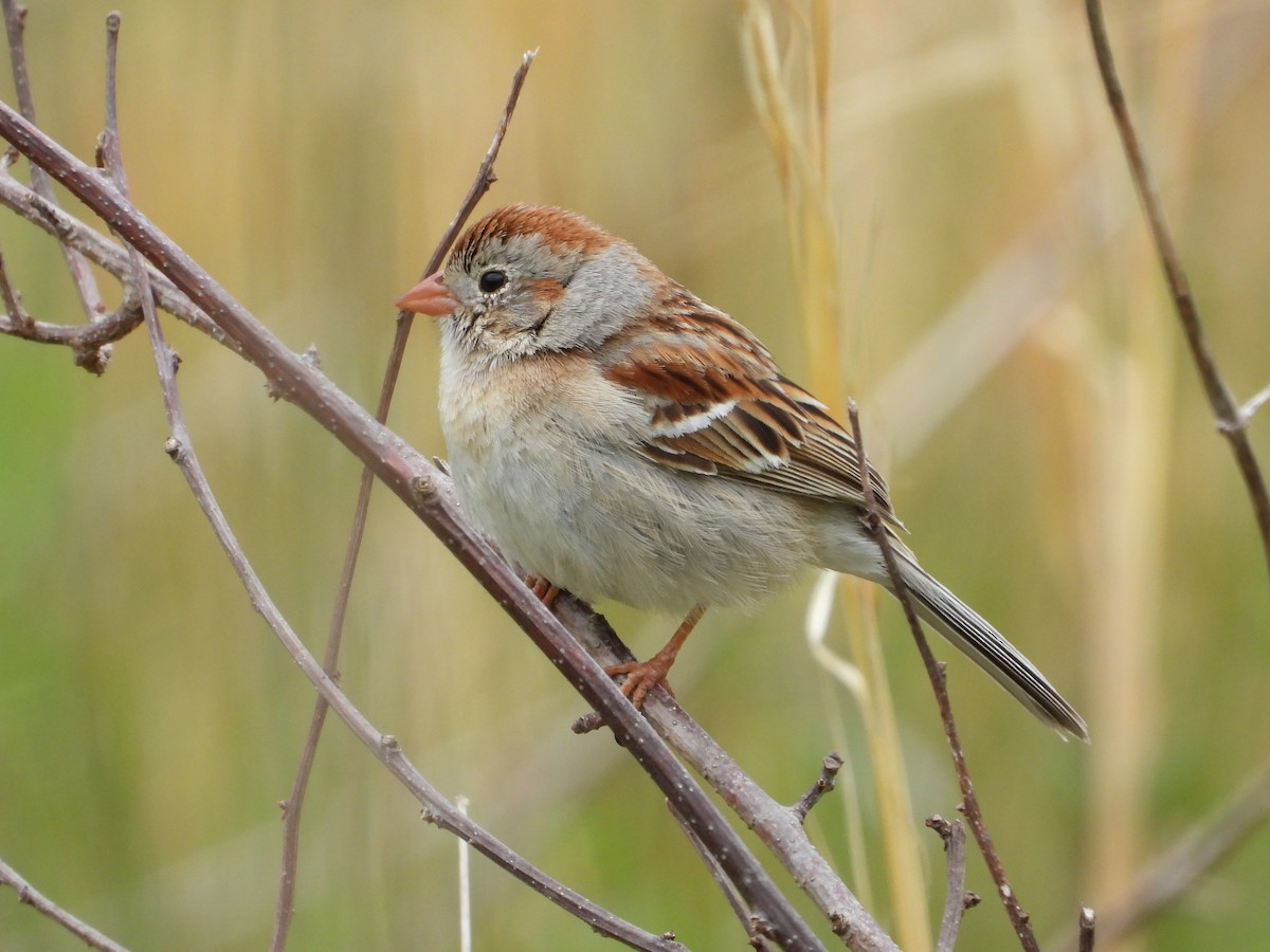 Field Sparrow - ML618515190