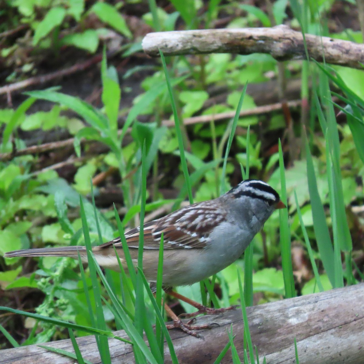 White-crowned Sparrow - Karen Lintala