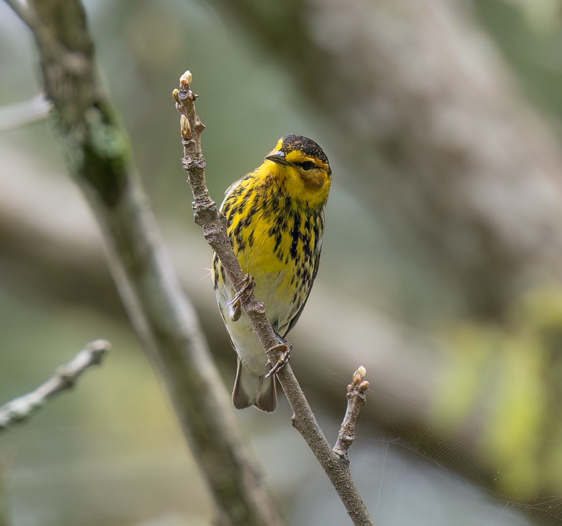 Cape May Warbler - ML618515290