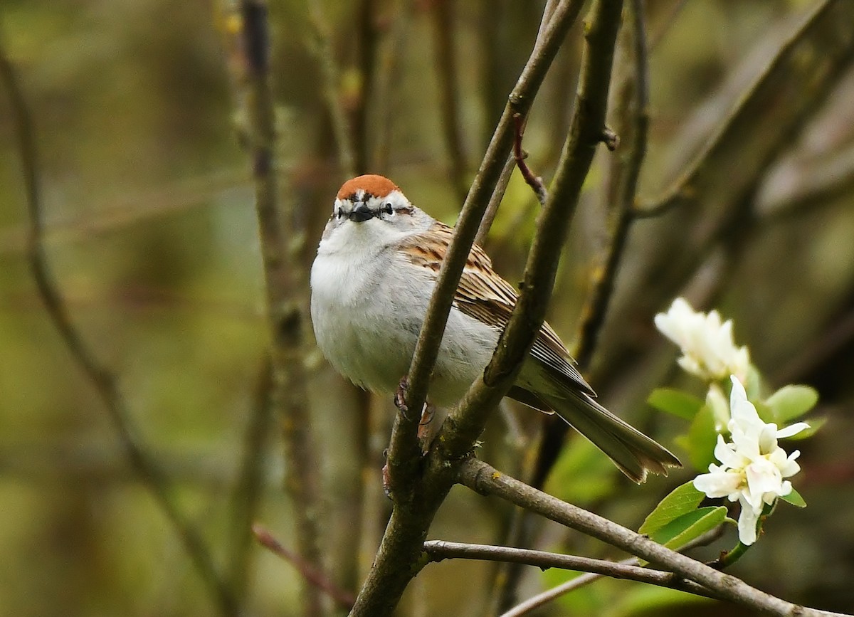 Chipping Sparrow - ML618515293