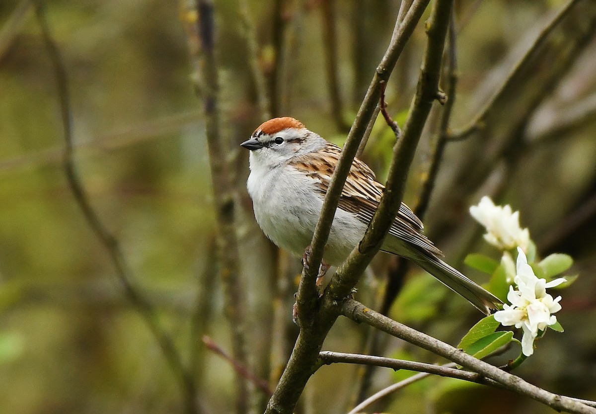 Chipping Sparrow - ML618515294