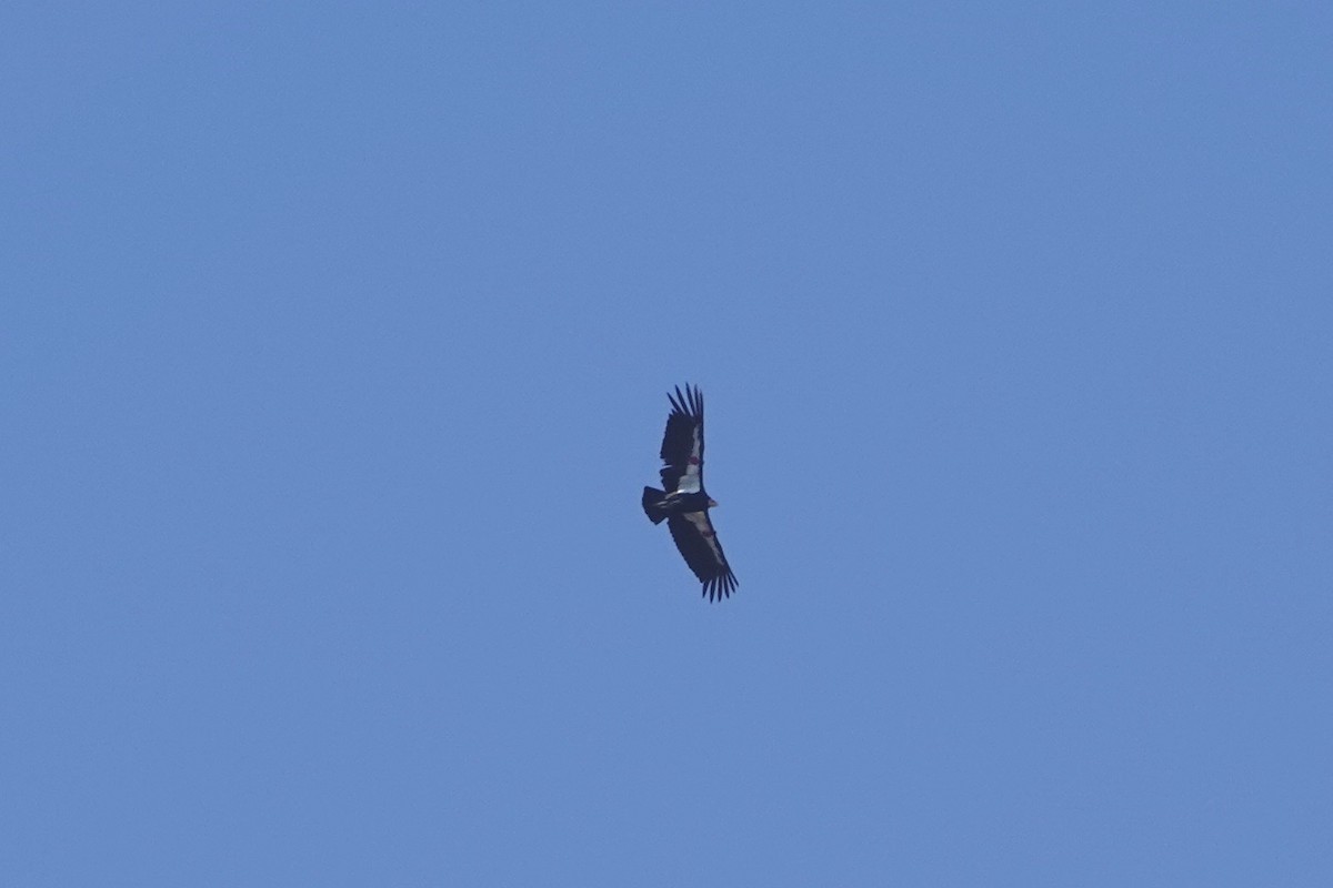 Condor de Californie - ML618515332