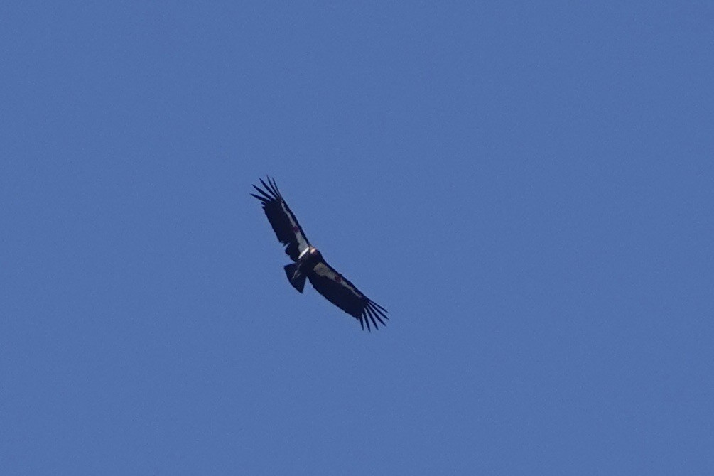 Condor de Californie - ML618515333