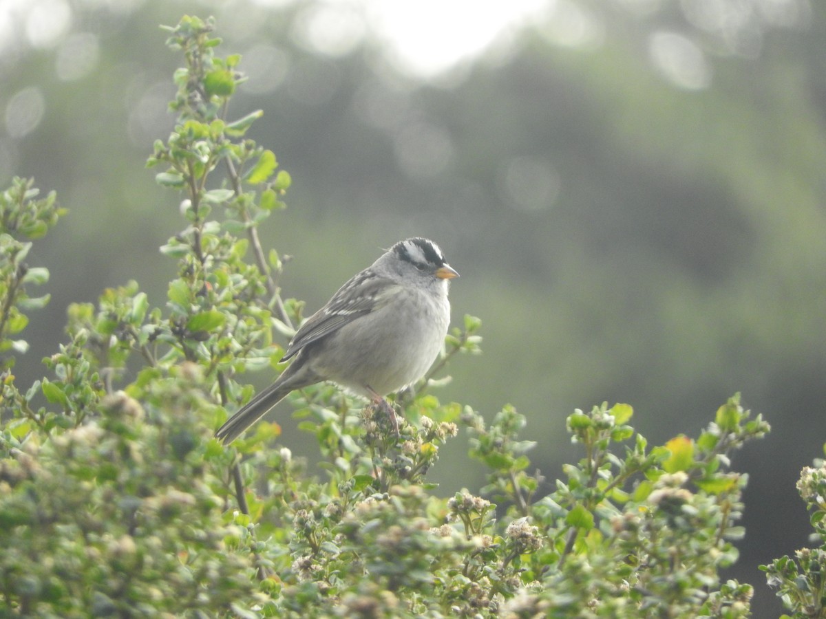 White-crowned Sparrow - ML618515336