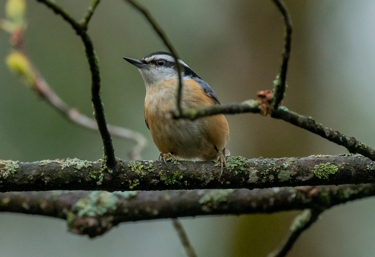 Red-breasted Nuthatch - ML618515349