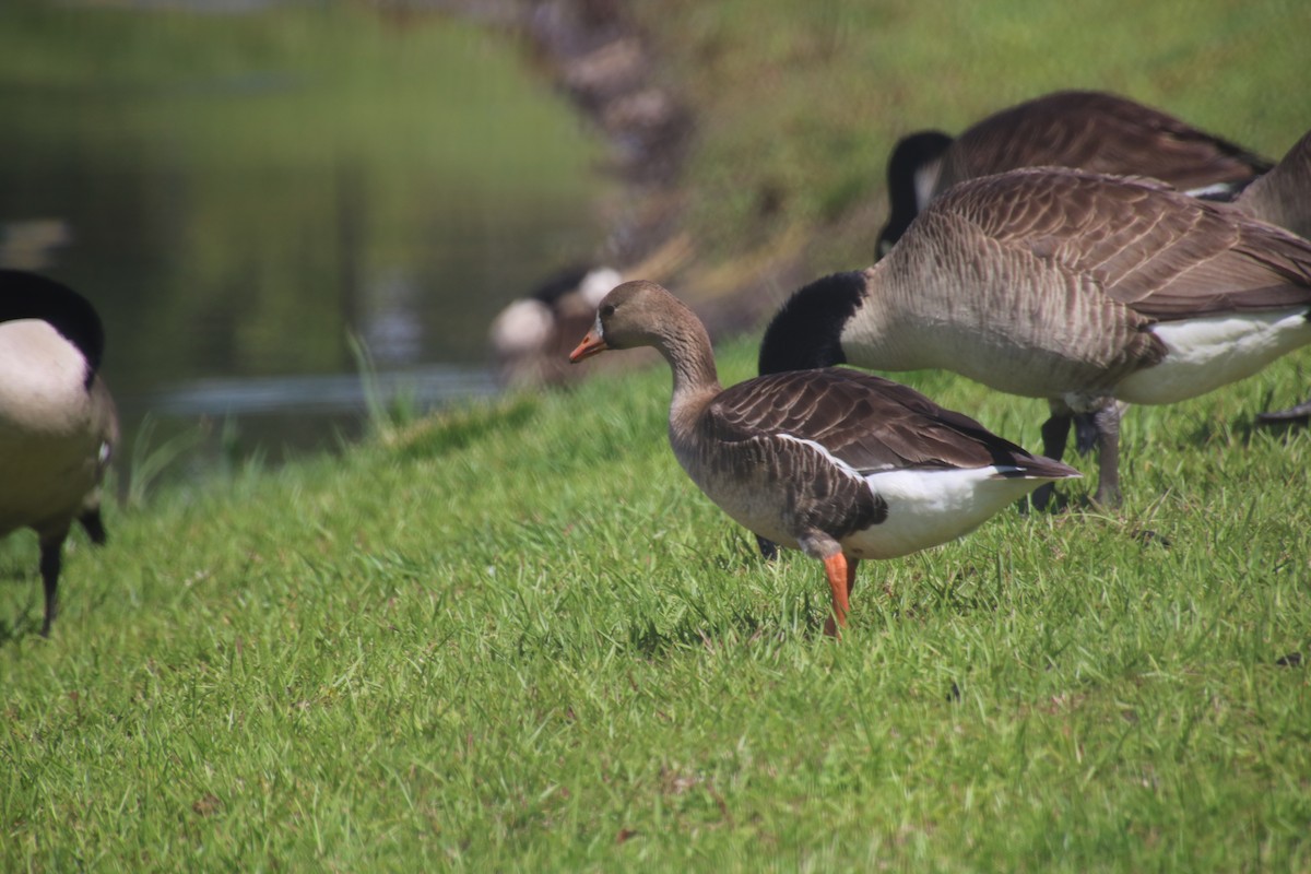 Greater White-fronted Goose - ML618515449