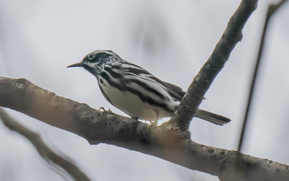 Black-and-white Warbler - ML618515468