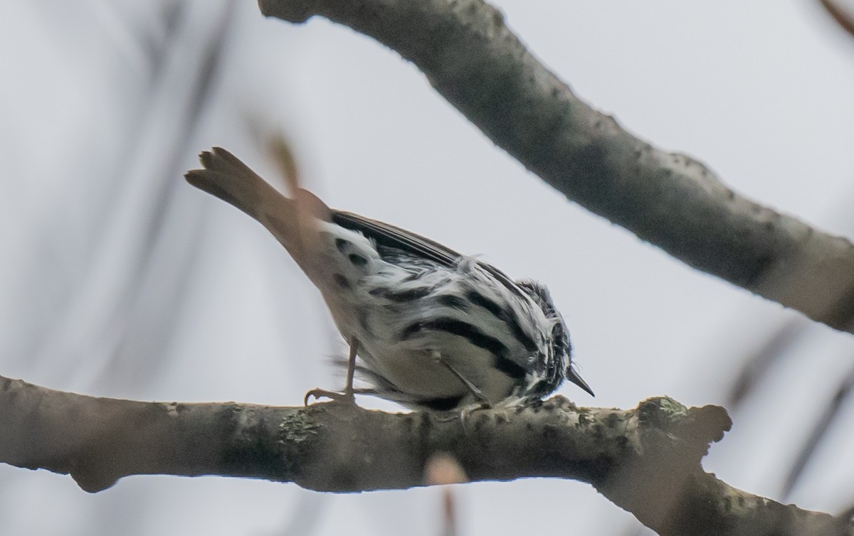 Black-and-white Warbler - ismael chavez