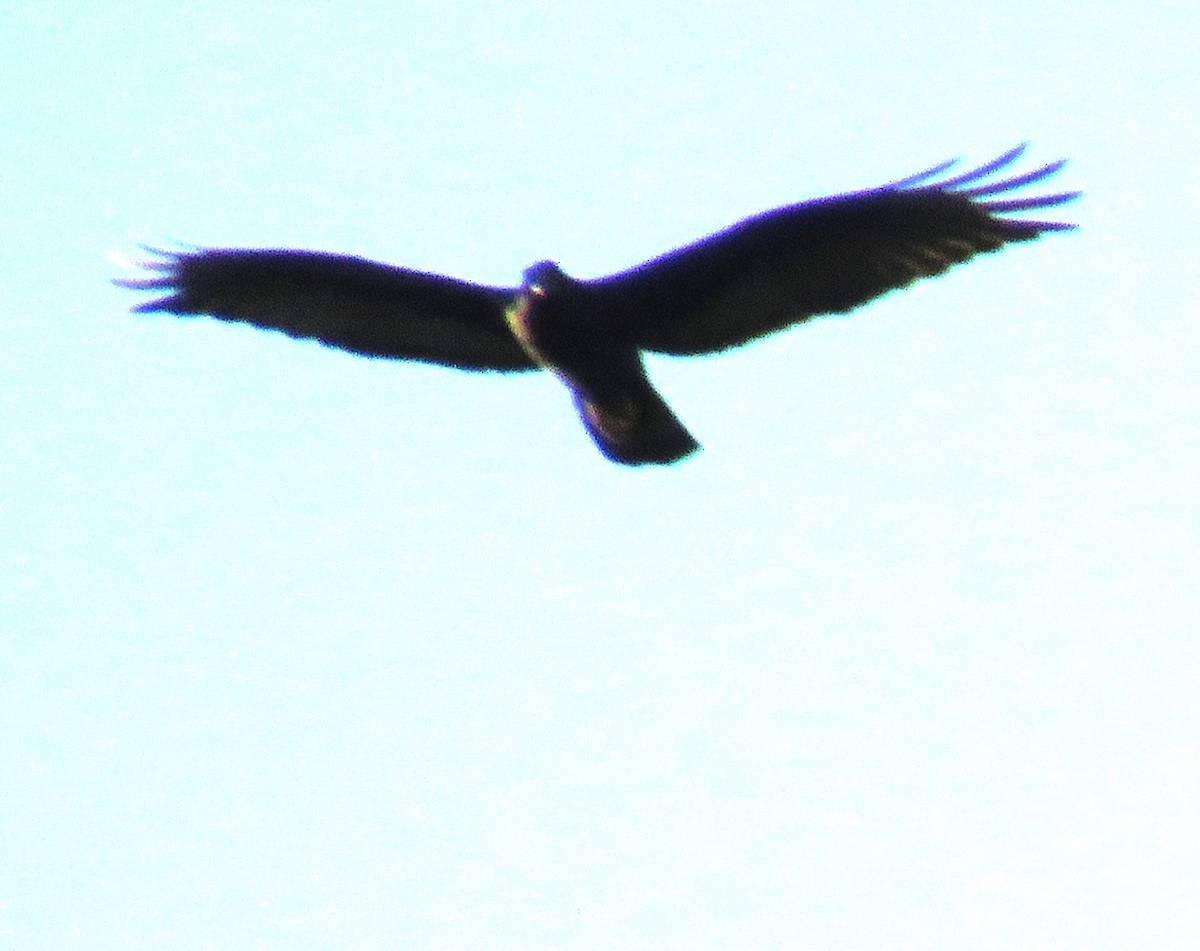 Zone-tailed Hawk - Tanner Shepard