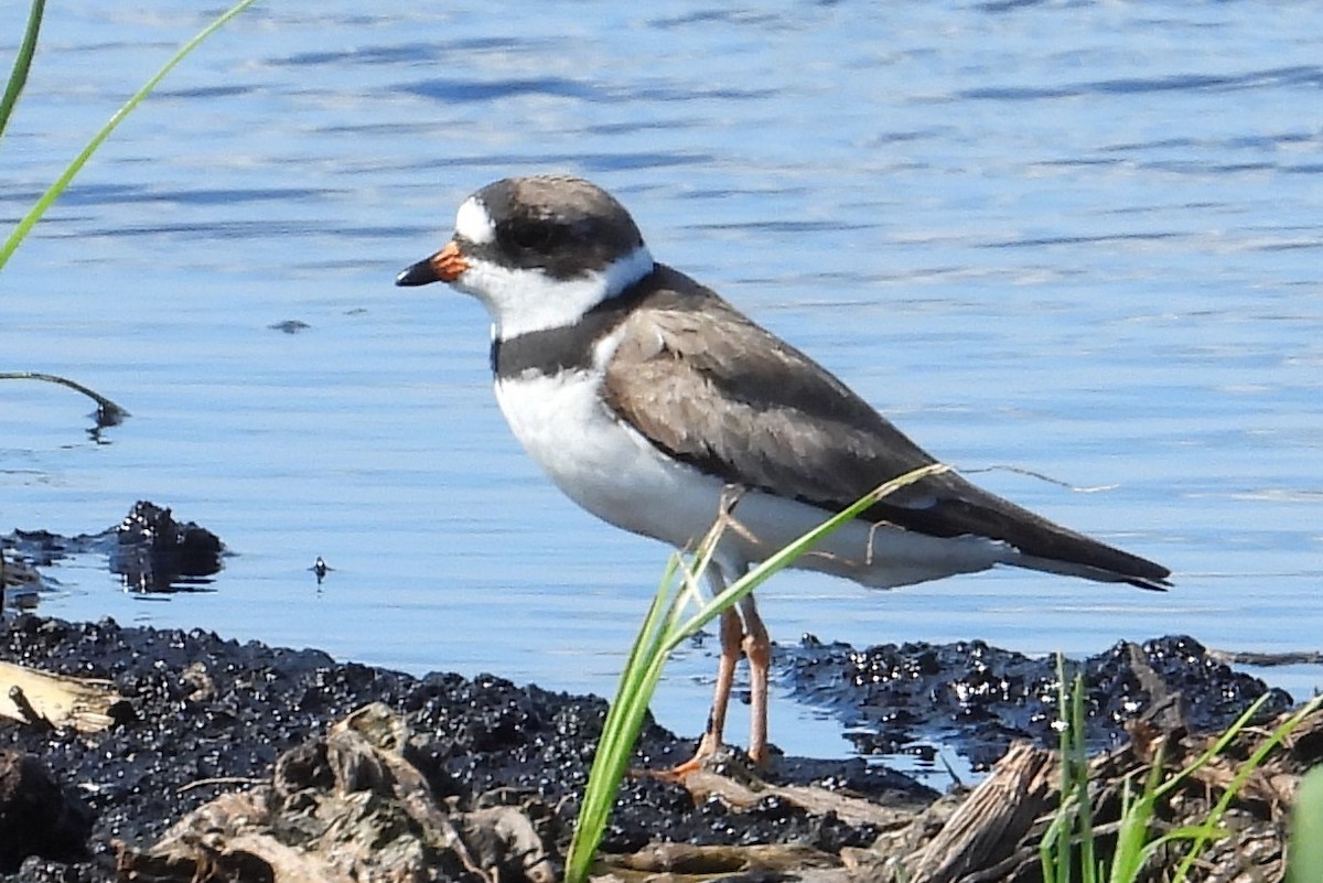 Semipalmated Plover - ML618515484