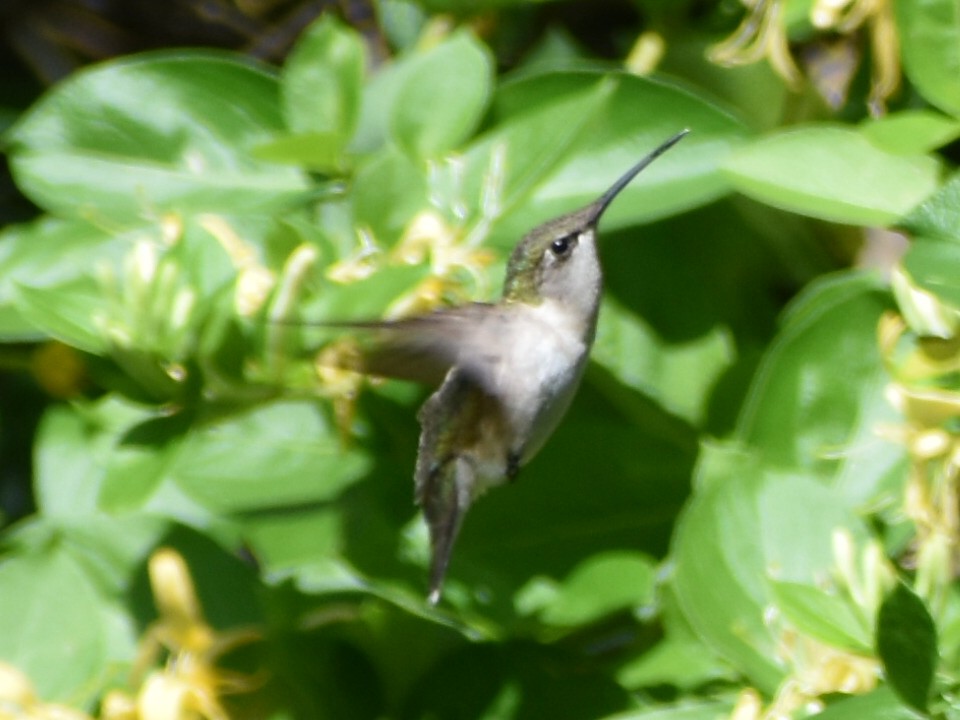 Ruby-throated Hummingbird - ML618515489