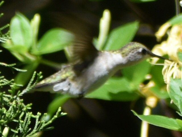 Ruby-throated Hummingbird - ML618515490