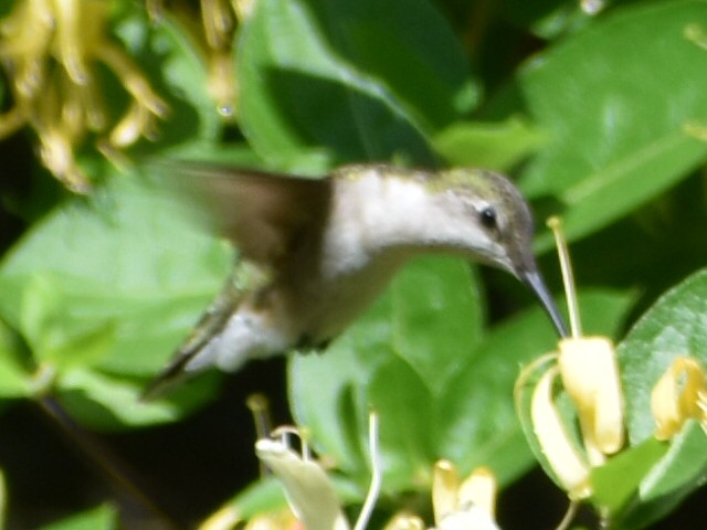 Ruby-throated Hummingbird - Darrell Huneycutt