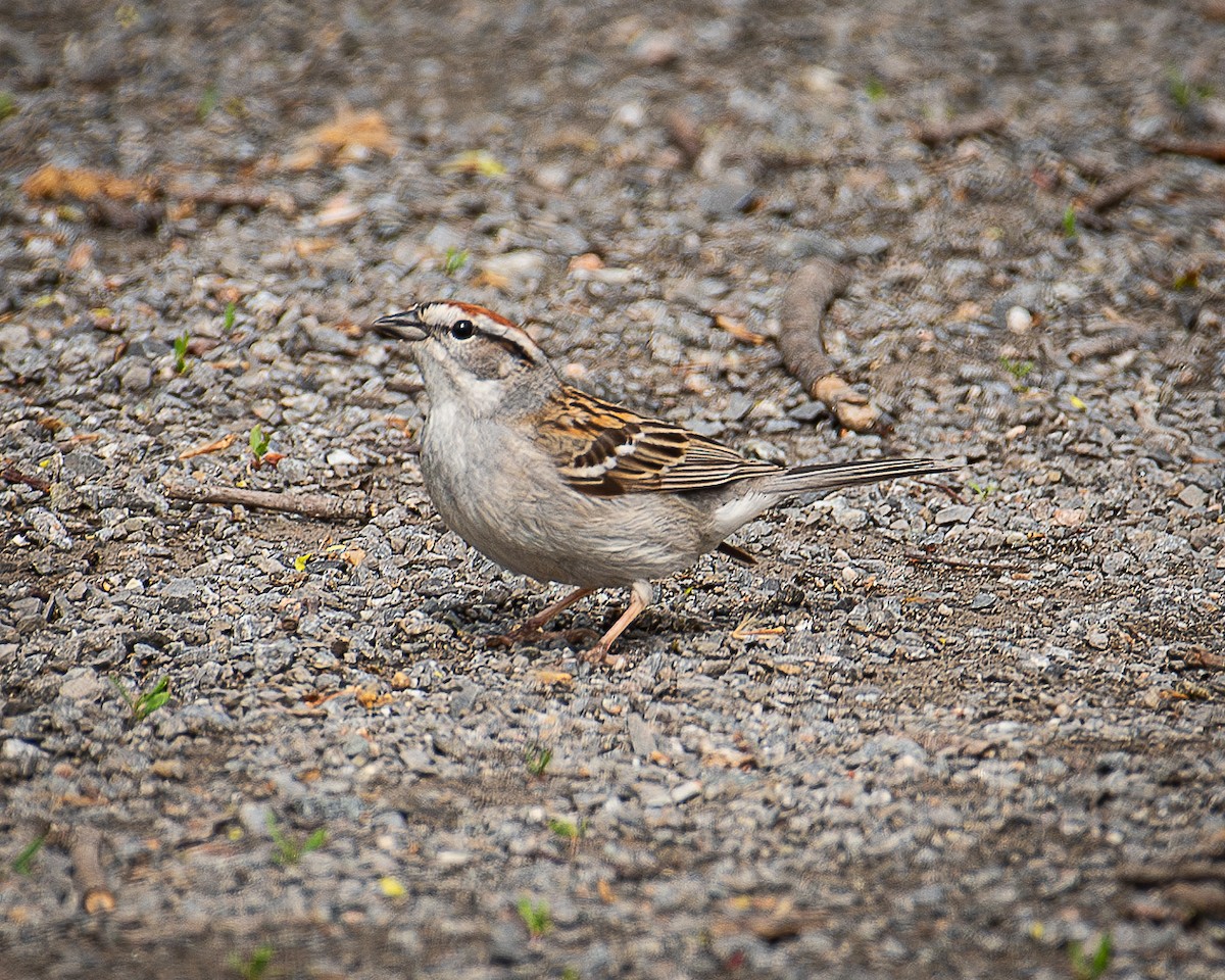 Chipping Sparrow - ML618515494