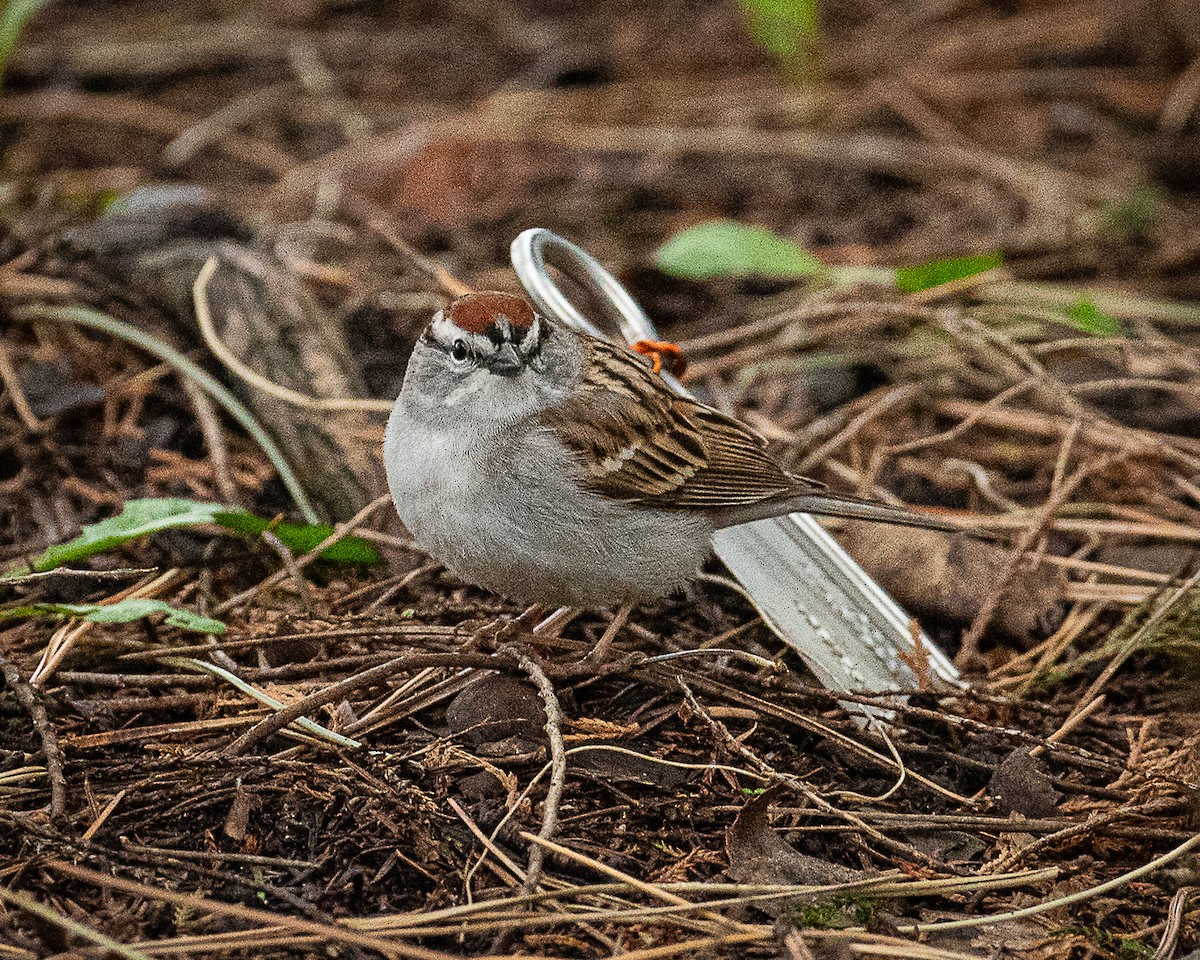 Chipping Sparrow - ML618515496