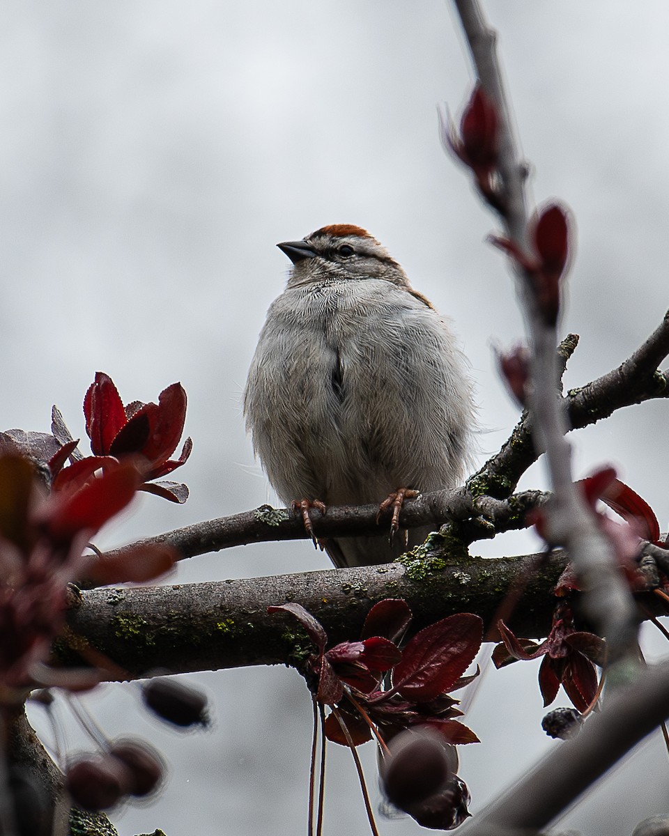 Chipping Sparrow - Martin Tremblay
