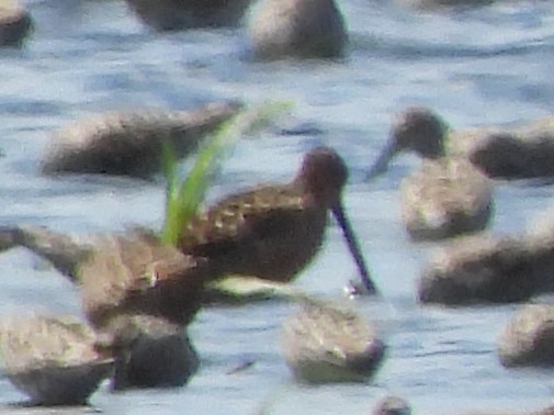 Long-billed Dowitcher - ML618515500