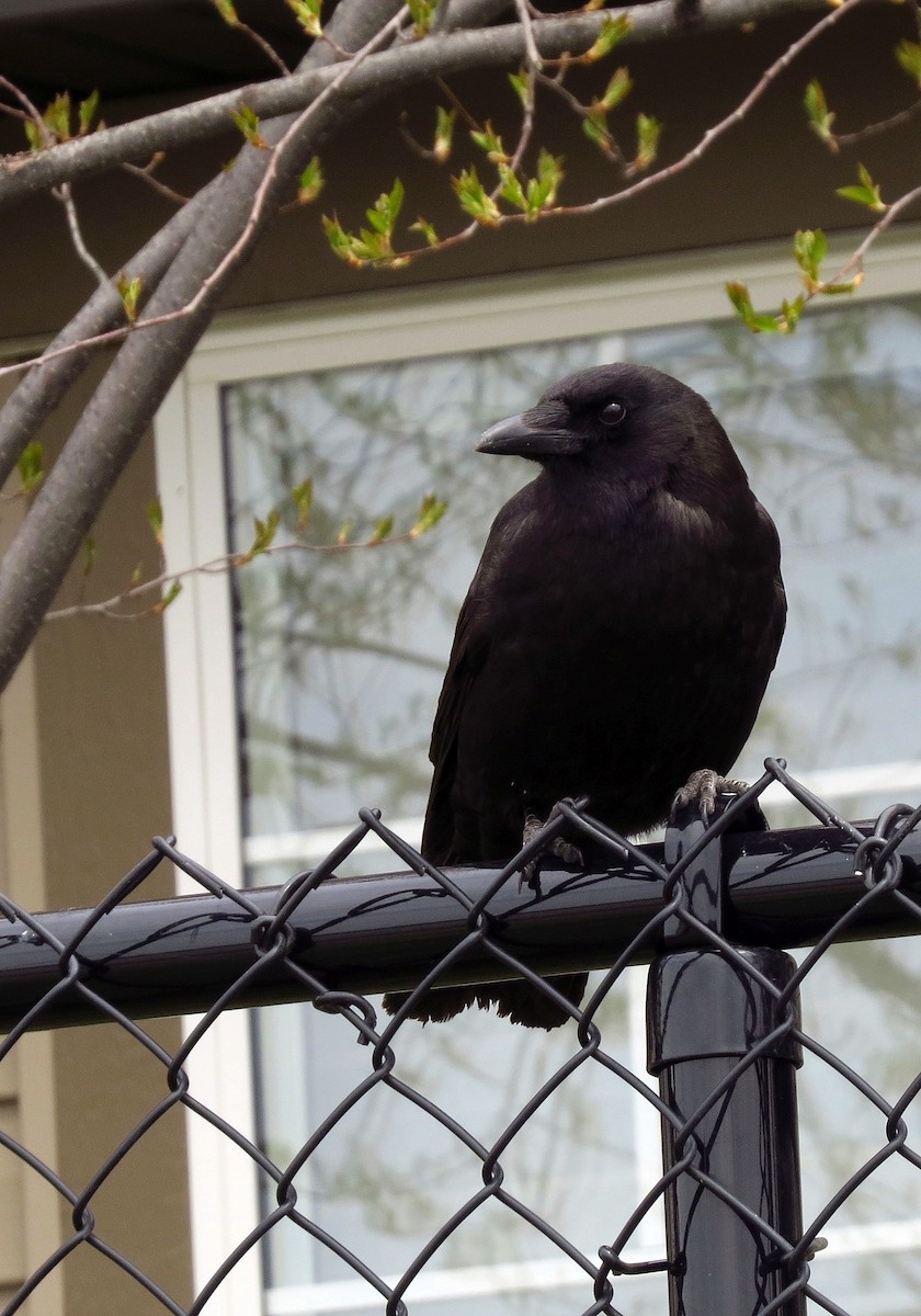 American Crow - Andrew Don
