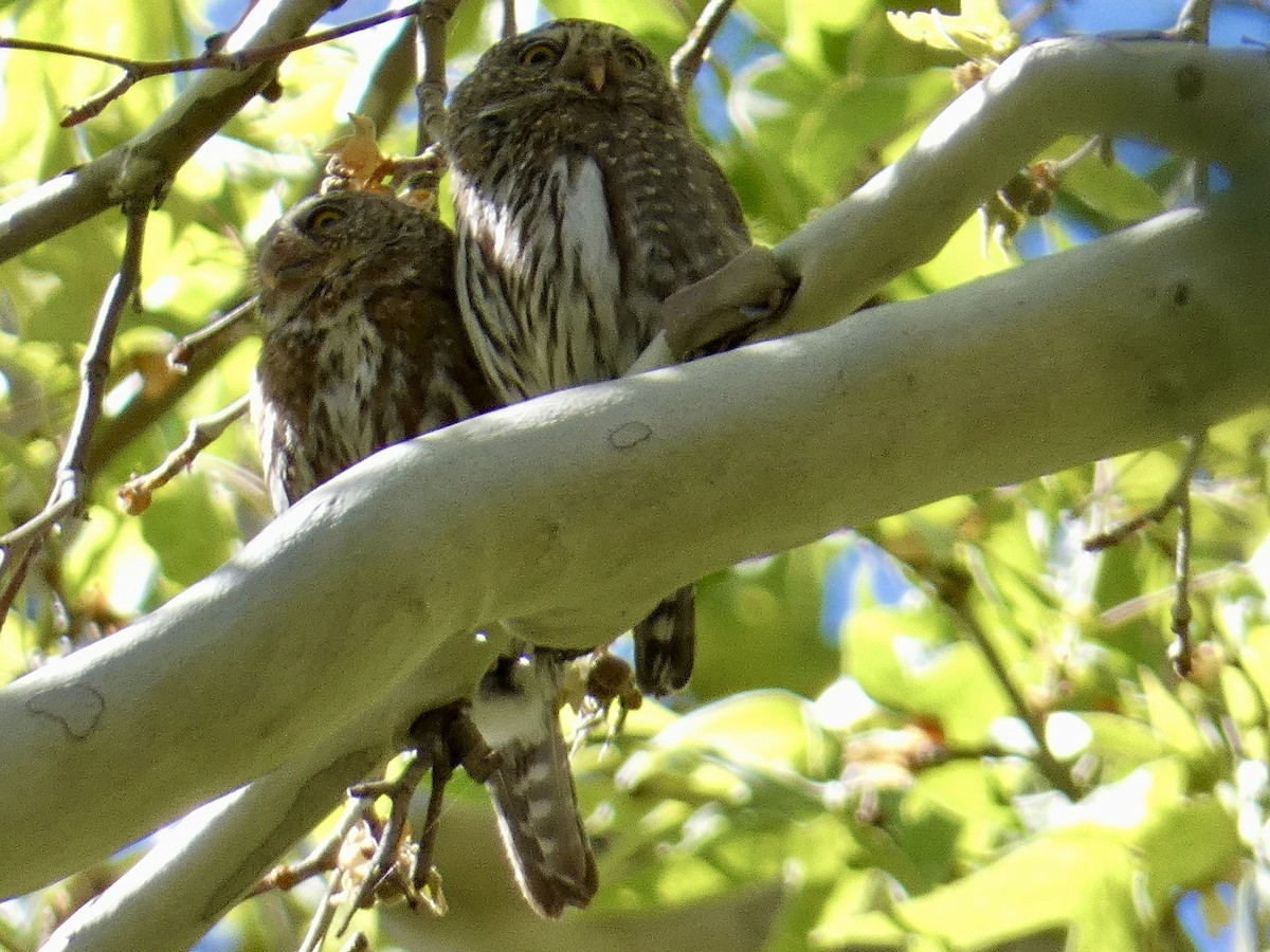 Northern Pygmy-Owl - ML618515550