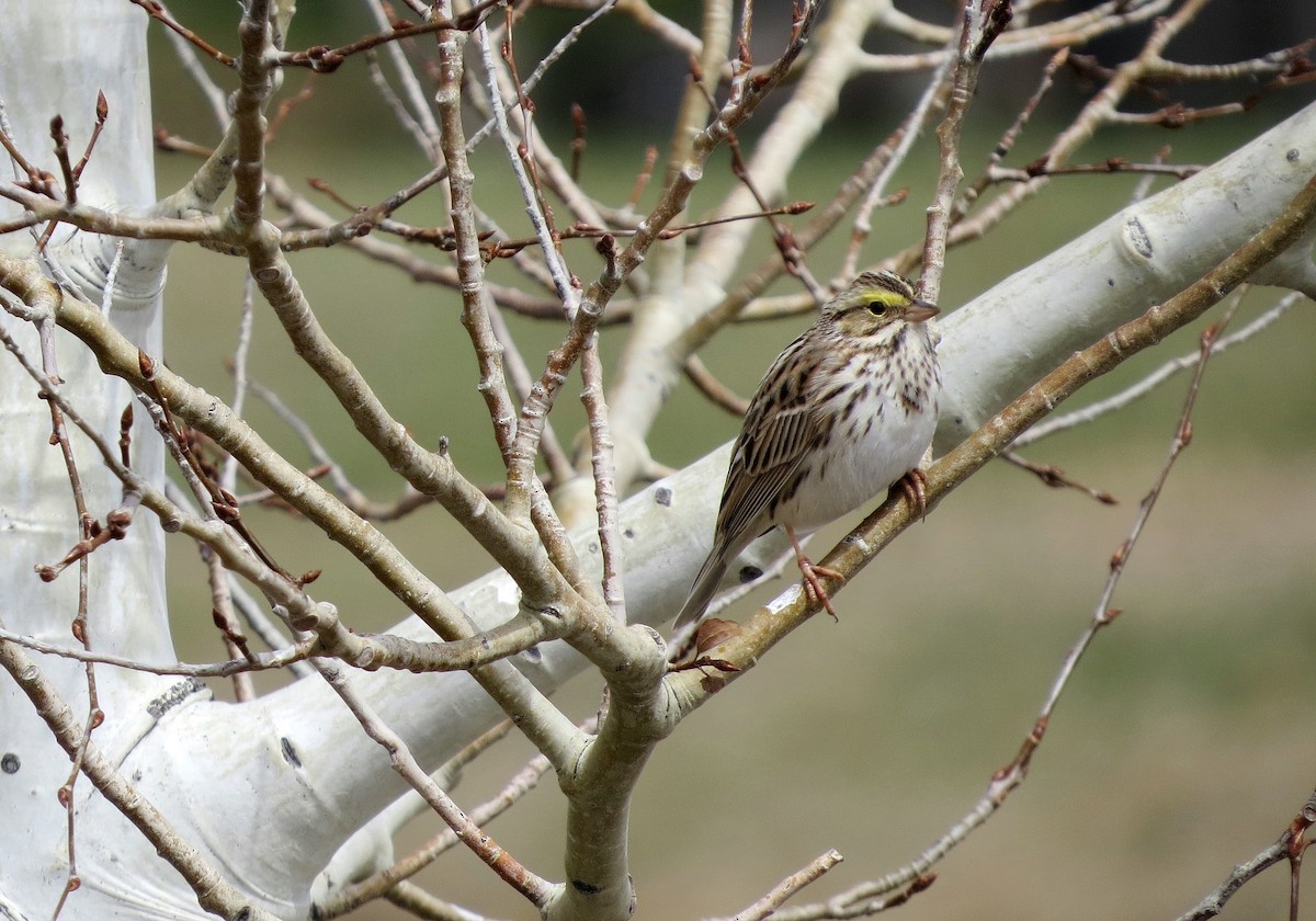 Savannah Sparrow - ML618515553