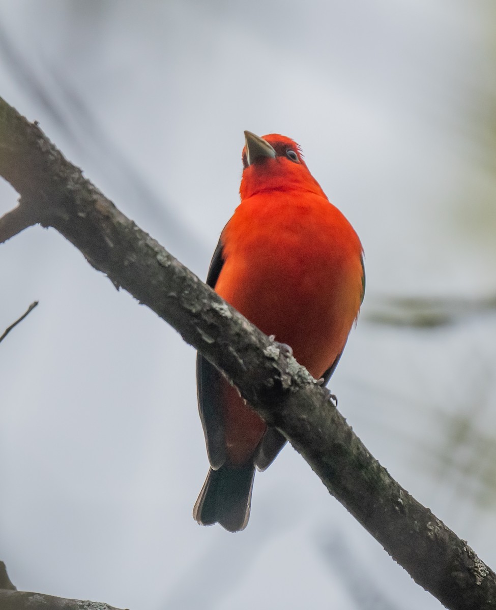 Scarlet Tanager - ML618515600