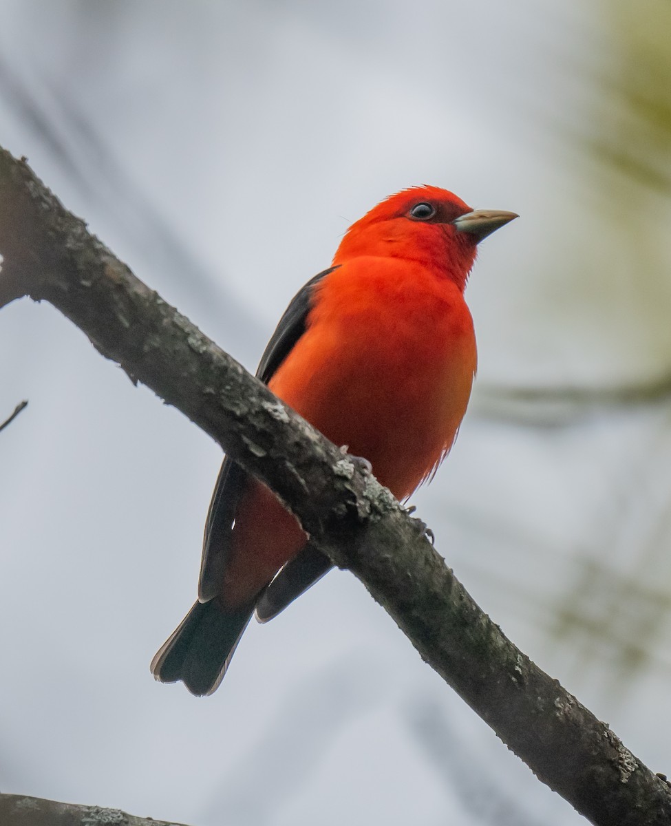 Scarlet Tanager - ML618515601