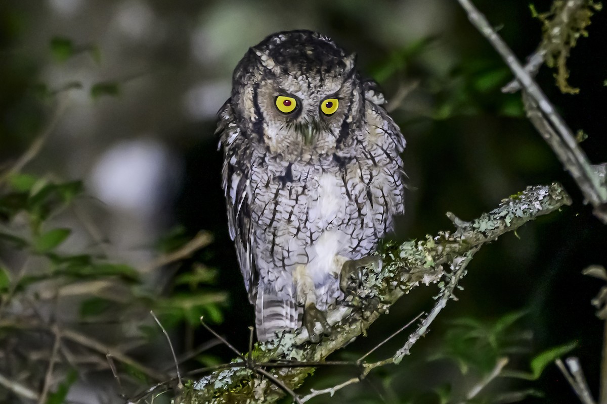 Long-tufted Screech-Owl - ML618515623