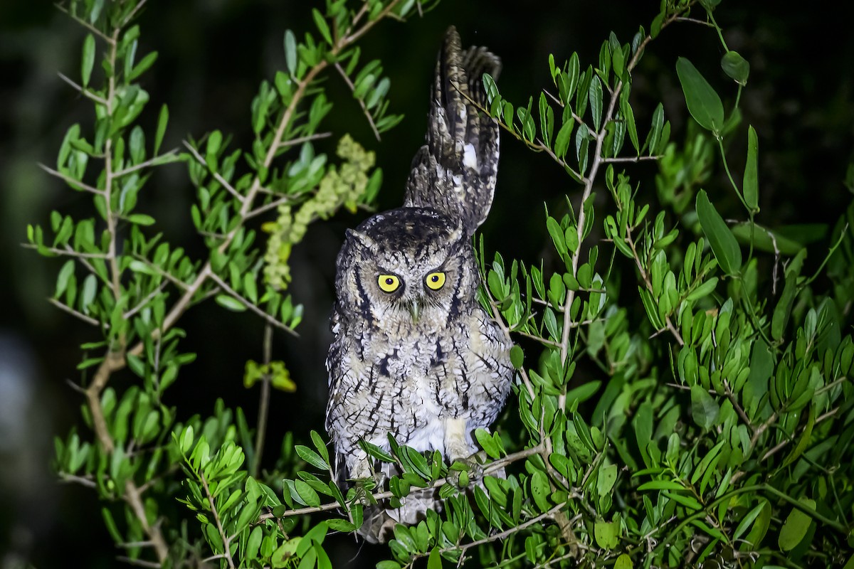 Long-tufted Screech-Owl - ML618515637
